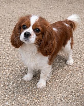 Cavalier king