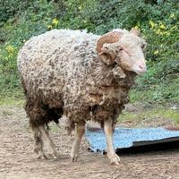 Montone incrocio carne