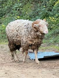 Montone incrocio carne