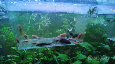 Ancistrus Gold e Ancestrali