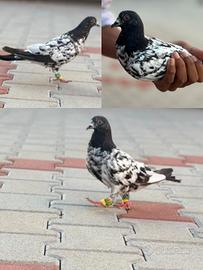 razza Pakistana
