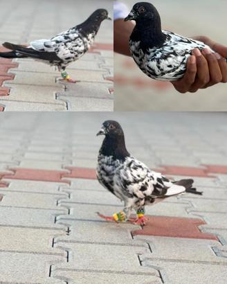 razza Pakistana