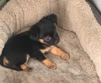 Disponibile cucciolo di chihuahua pelo lungo