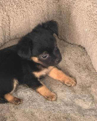 Disponibile cucciolo di chihuahua pelo lungo