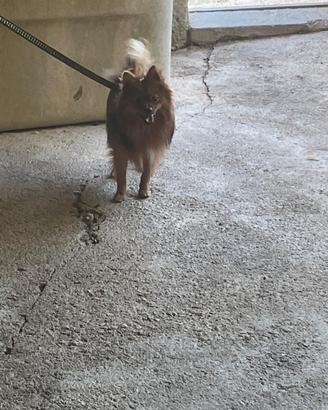 Volpino pomerania