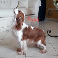 Cavalier king con pedigree