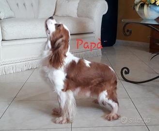 Cavalier king con pedigree