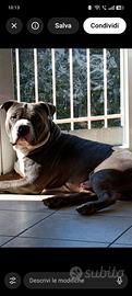 American bully