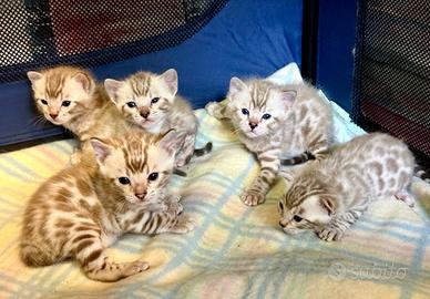 Bengala cuccioli pedigree enfi