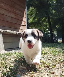 Jack Russell