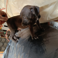 Cucciolo per cinghiale