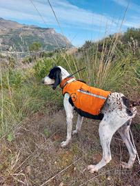 Cani da caccia