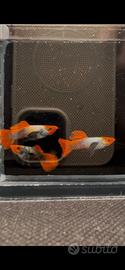 Guppy show