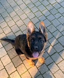 Cucciole Pastore Tedesco