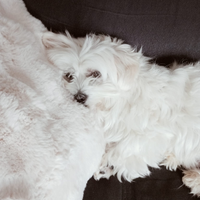 Cucciolo maltese