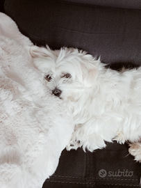 Cucciolo maltese