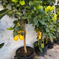 Limone agrumi