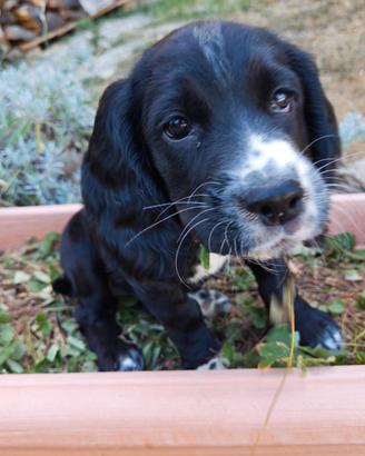 Cucciola cocker spaniel 