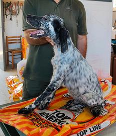 Setter Inglese cuccioli