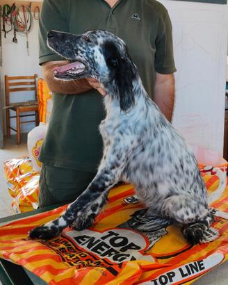 Setter Inglese cuccioli
