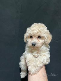 Barboncino bianco toy