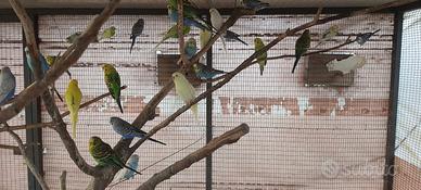 Coccorite o pappagallini