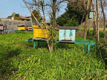 Famiglie api carniche