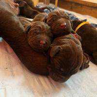 Cuccioli di Labrador Retriever