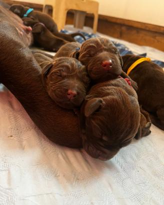 Cuccioli di Labrador Retriever