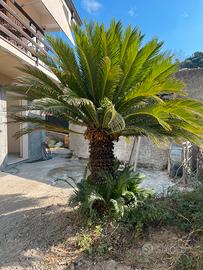 Palma Cycas