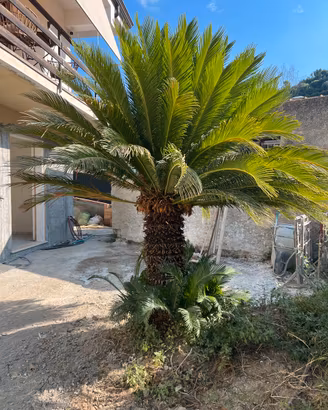 Palma Cycas