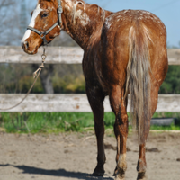 Femmina appaloosa Reining