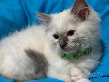 Cuccioli Ragdoll