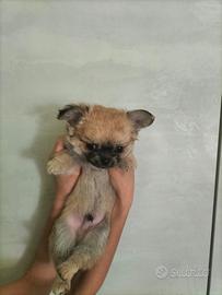 Chihuahua cuccioli
