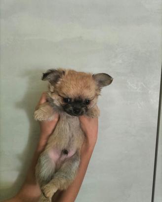 Chihuahua cuccioli
