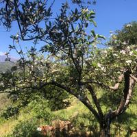 Terreno con casetta, frutteto, uliveto, vigneto