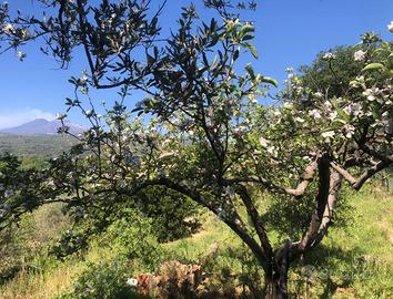 Terreno con casetta, frutteto, uliveto, vigneto