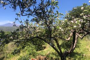 Terreno con casetta, frutteto, uliveto, vigneto