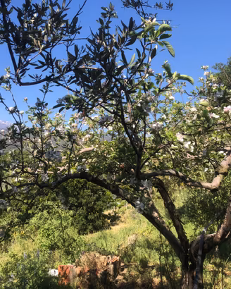 Terreno con casetta, frutteto, uliveto, vigneto