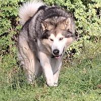 Alaskan Malamute maschio disponibile per monta