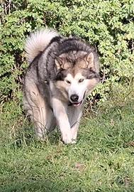 Alaskan Malamute maschio disponibile per monta