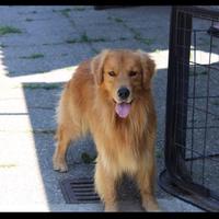 Golden Retriever Linea Americana per monta