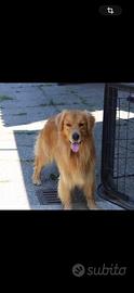 Golden Retriever per monta