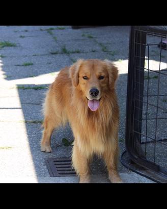 Golden Retriever Linea Americana per monta