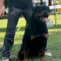 Cuccioli rottweiler