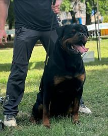 Cuccioli rottweiler
