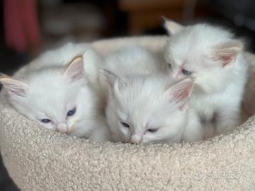 Cuccioli Ragdoll colore Cream