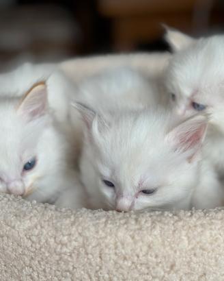 Cuccioli Ragdoll colore Cream