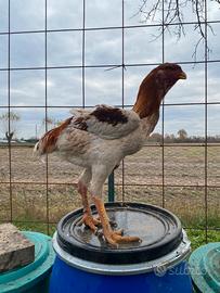 Galline gran combattente malese