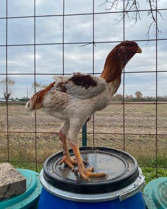 Galline gran combattente malese